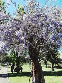 Flowers growing in park