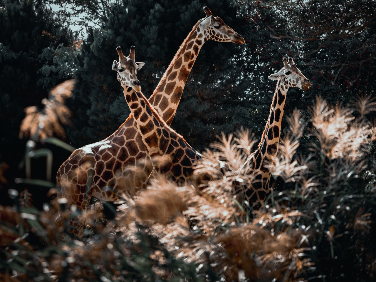 animal, animal themes, wildlife, animal wildlife, nature, mammal, no people, tree, plant, giraffe, one animal, outdoors, forest, land, day, beauty in nature
