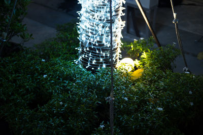 Close-up of plants growing on field