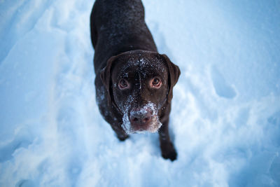 High angle view portrait of dog in snow