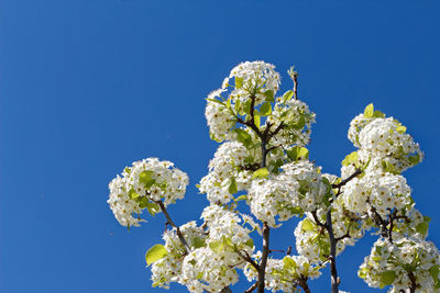 Low angle view of white flowering plant against clear blue sky