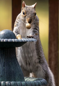 A squirrel finds a peanut snack on the backyard bird bath