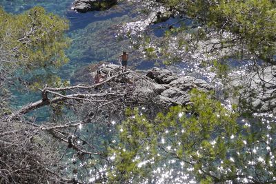 Scenic view of bird in water