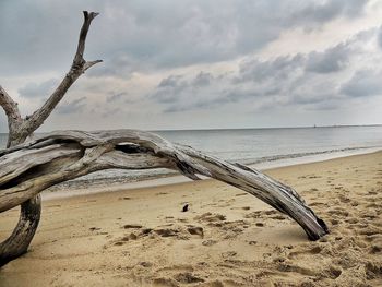 Driftwood at beach against cloudy sky