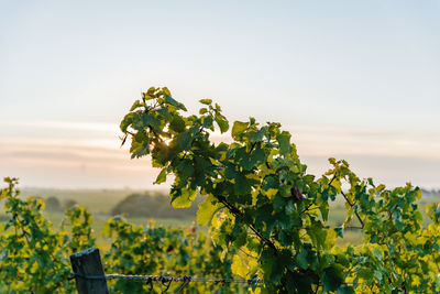 Close-up of plant against clear sky