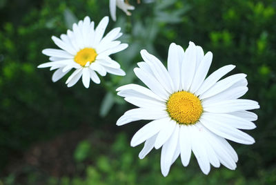 Close-up of white daisy