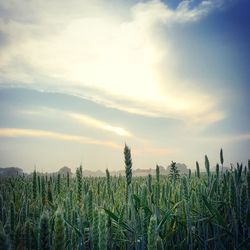 Scenic view of field against sky