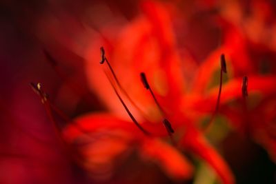 Close-up of red flower