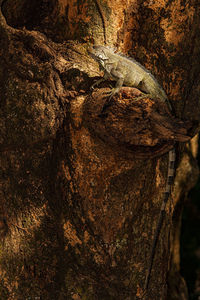 Close-up of lizard on tree trunk