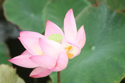 Close-up of pink lotus