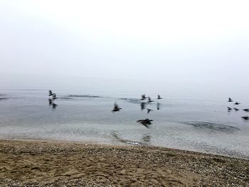 Birds flying over sea against sky