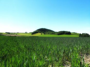 Scenic view of agricultural field against clear sky