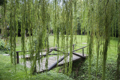 Scenic view of lake in forest