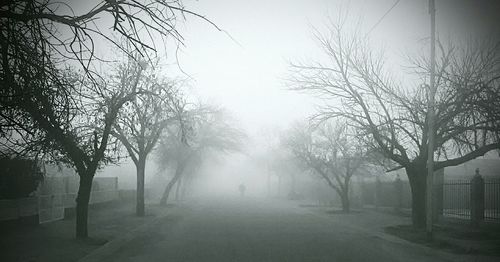 Bare trees in foggy weather