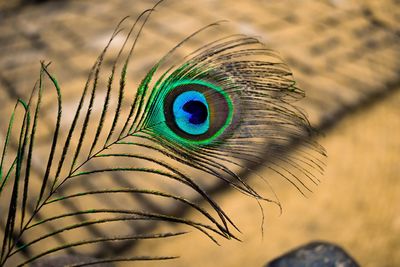 Close-up of peacock feather