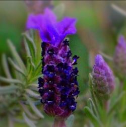 Close-up of purple thistle flowers