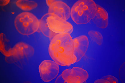 Close-up of jellyfish in sea