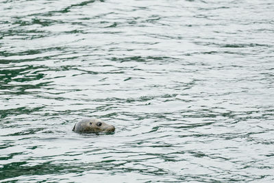 High angle view of turtle in sea