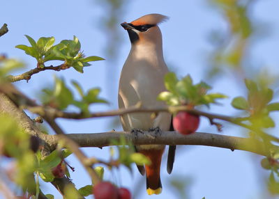 Low angle view of bird perching on branch