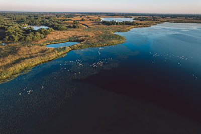 High angle view of pelicans swimming on a lake