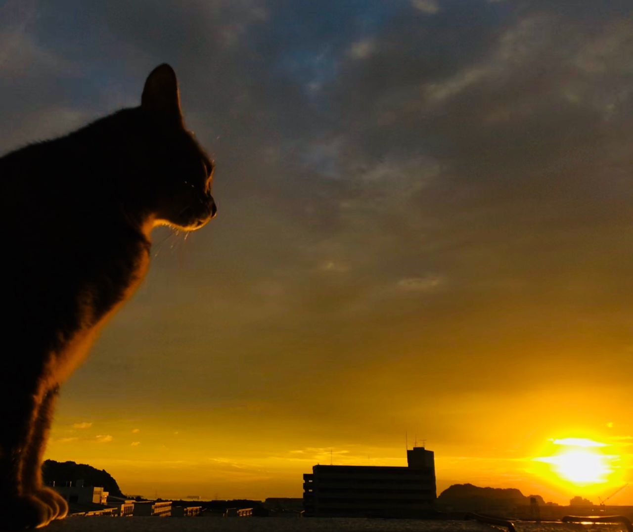 SILHOUETTE CAT ON ORANGE SUNSET SKY