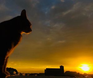 Silhouette cat against orange sky