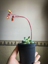 Close-up of hand holding potted plant against wall