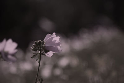 Close-up of flowers