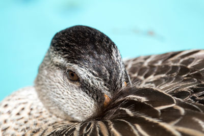 Close-up of bird