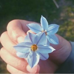 Close-up of hand holding flower