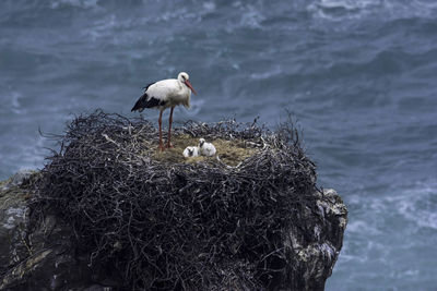 Stork with young bird perching on nest by sea