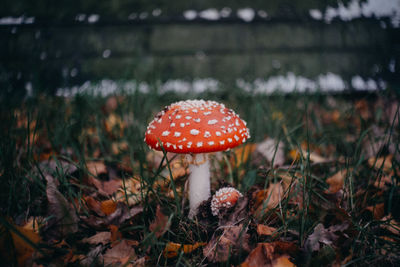 Fly agaric mushrooms growing on field