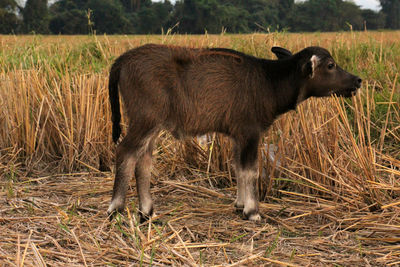 Cat standing in a field