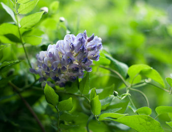 Close-up of purple flowers