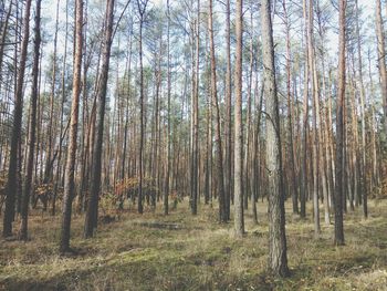 View of trees in forest