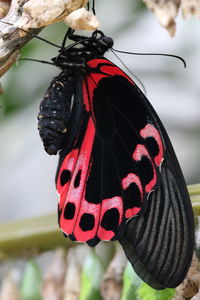 Close up of red flower