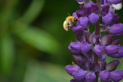Close-up of bee pollinating on purple flower