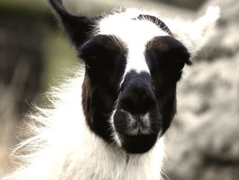 Close-up portrait of horse