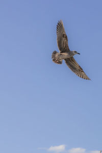 Low angle view of seagull flying