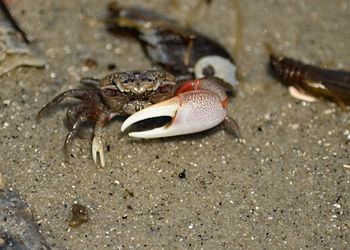 Close-up of crab on sand