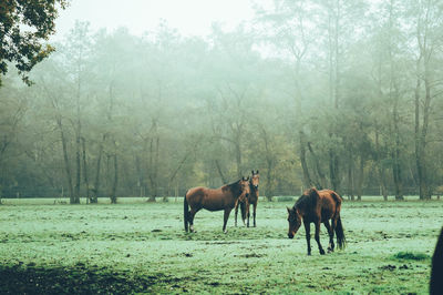 Three horses grazing on field