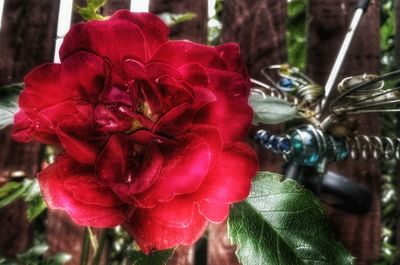 Close-up of red flowers