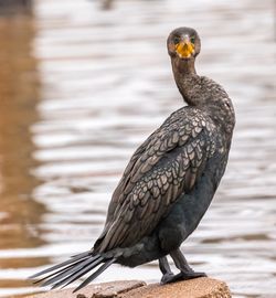 Close-up of owl perching on water