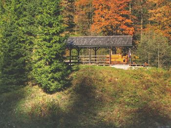 Trees in forest during autumn