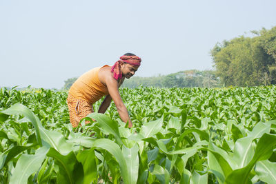 Farmer working at corn field 
