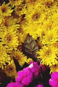 Close-up of yellow flower
