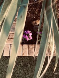 High angle view of potted plant by railing