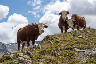 Cows standing on field against sky