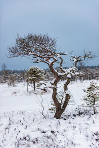 Bare tree on snow covered landscape against clear sky