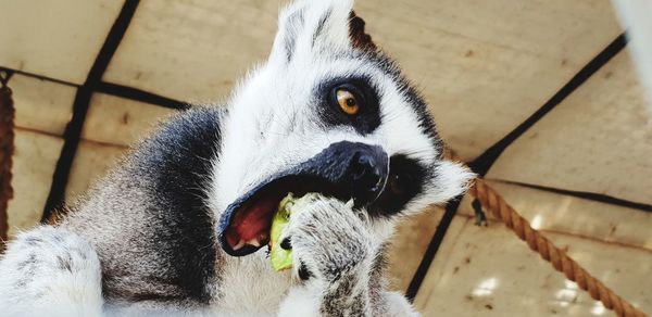Close-up portrait of a rabbit